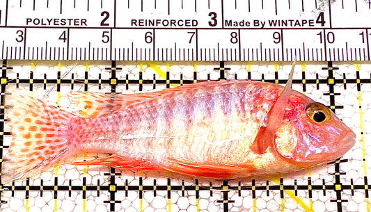 Strawberry Peacok Cichlid SPC120302 WYSIWYG Size: 3" approx