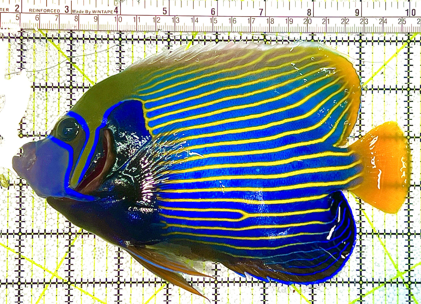 Rare Oman Orangetail Emperor Angelfish Adult OOEAA120608 WYSIWYG Size: XXXL 8" approx