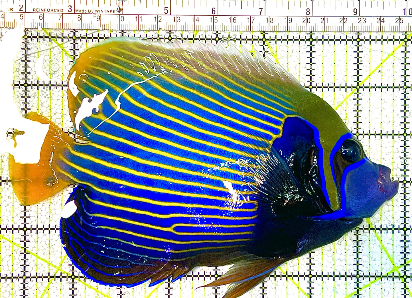 Rare Oman Orangetail Emperor Angelfish Adult OOEAA120608 WYSIWYG Size: XXXL 8" approx