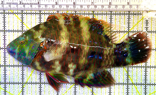 Oman Special Grade Broomtail Wrasse OSGBW120604 WYSIWYG Size: S 8.5" approx