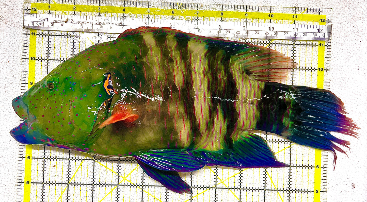 Oman Special Grade Broomtail Wrasse OSGBW120602 WYSIWYG Size: L 13" approx