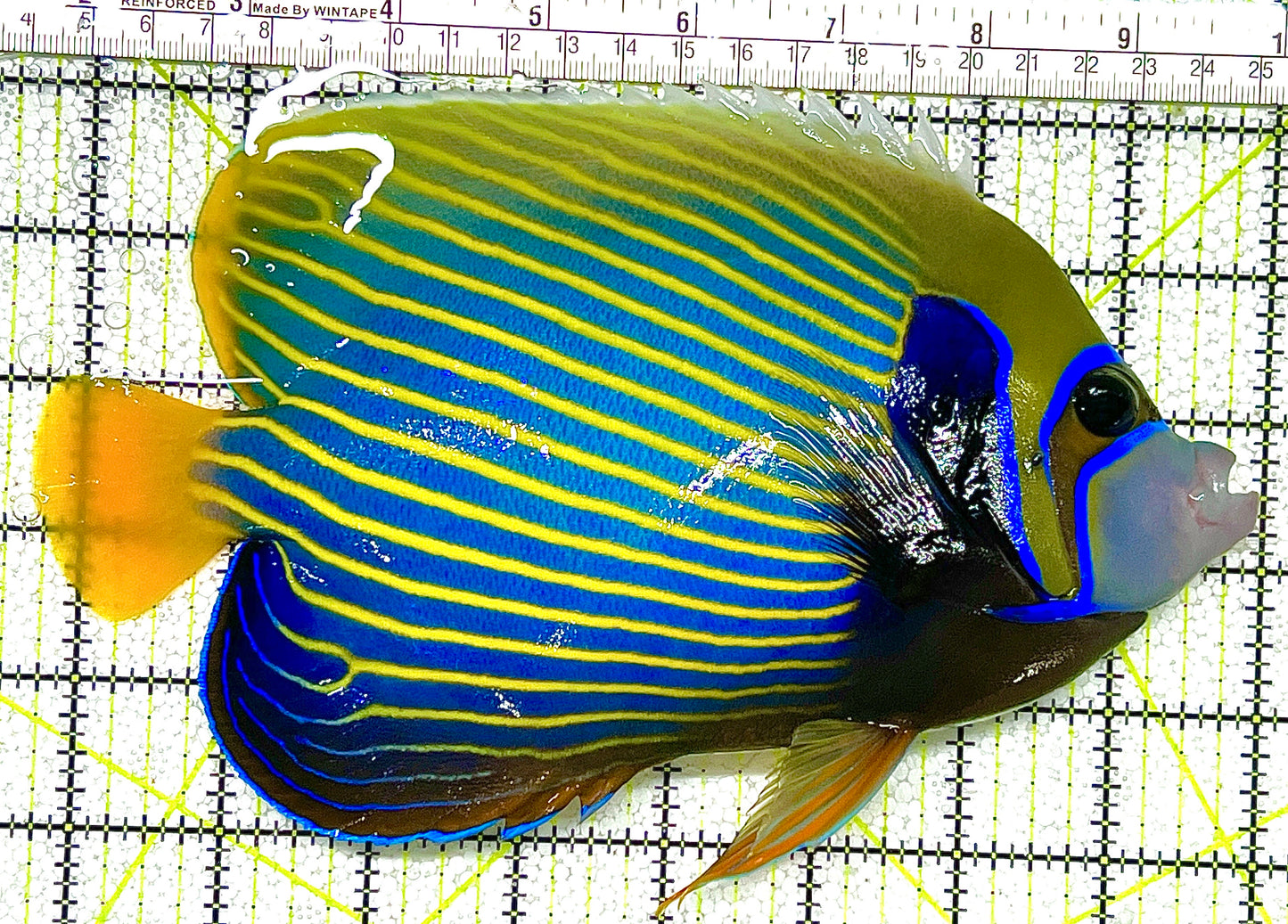 Rare Oman Orangetail Emperor Angelfish Adult ROOEAA120604 WYSIWYG Size: XXL 8" approx