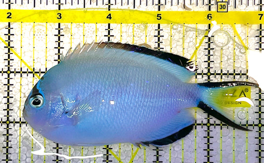 Watanabe Angelfish (Female) WA121301 WYSIWYG Size: XL 4.75" approx