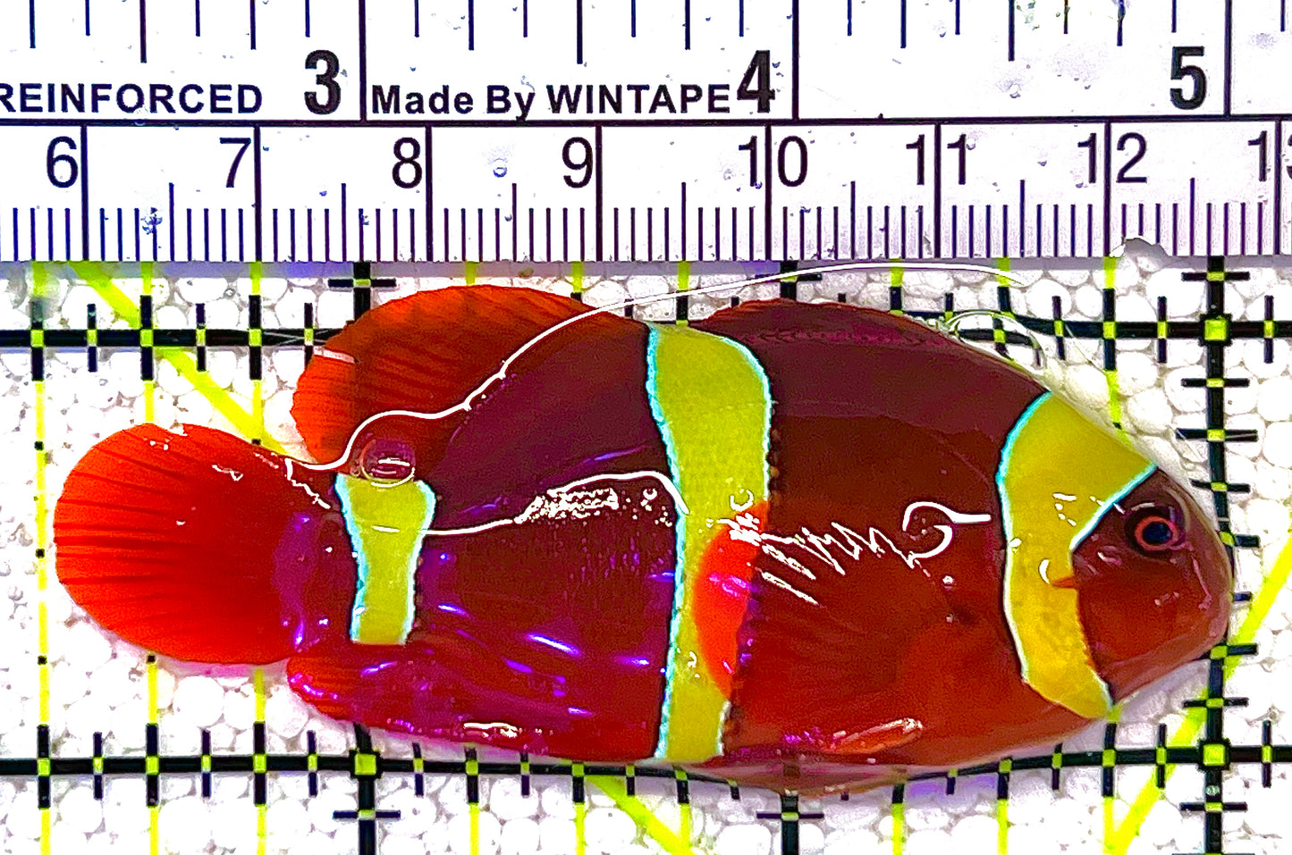 Gold Bar Maroon Clownfish GBMC121902 WYSIWYG Size: ML 2.75" approx