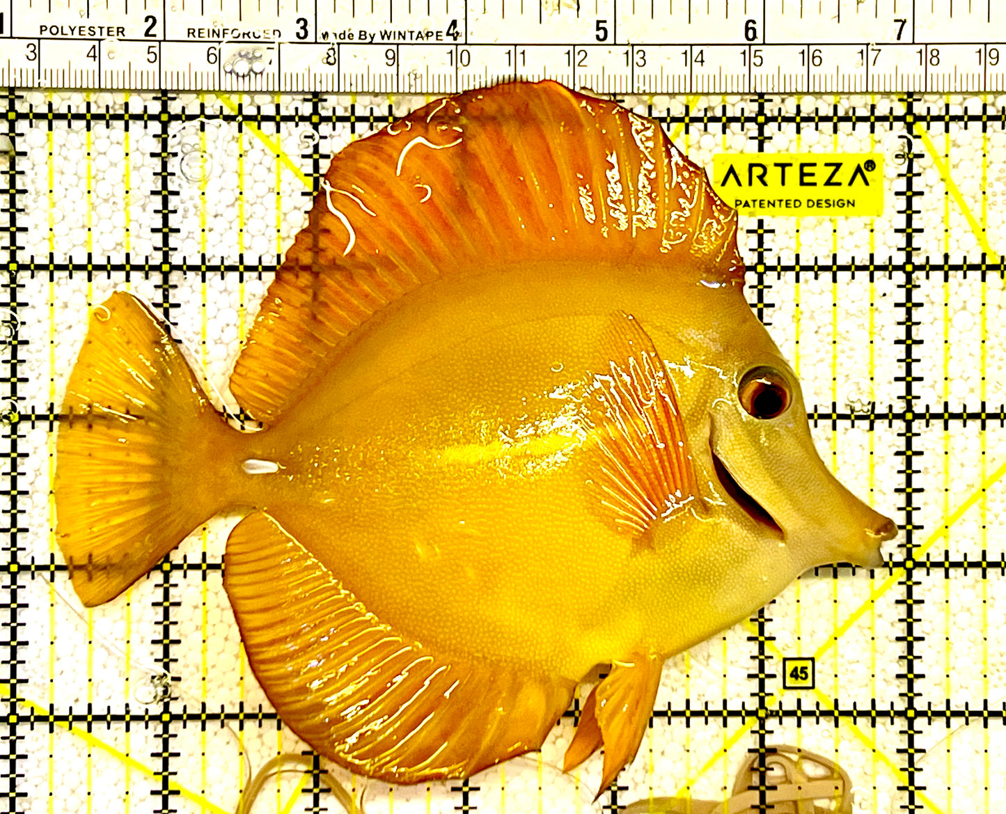 Rare Hybrid Hawaiian Tang Size: XXL 5" to 6"