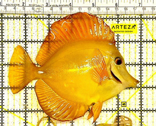 Rare Hybrid Hawaiian Tang Size: XXL 5" to 6"