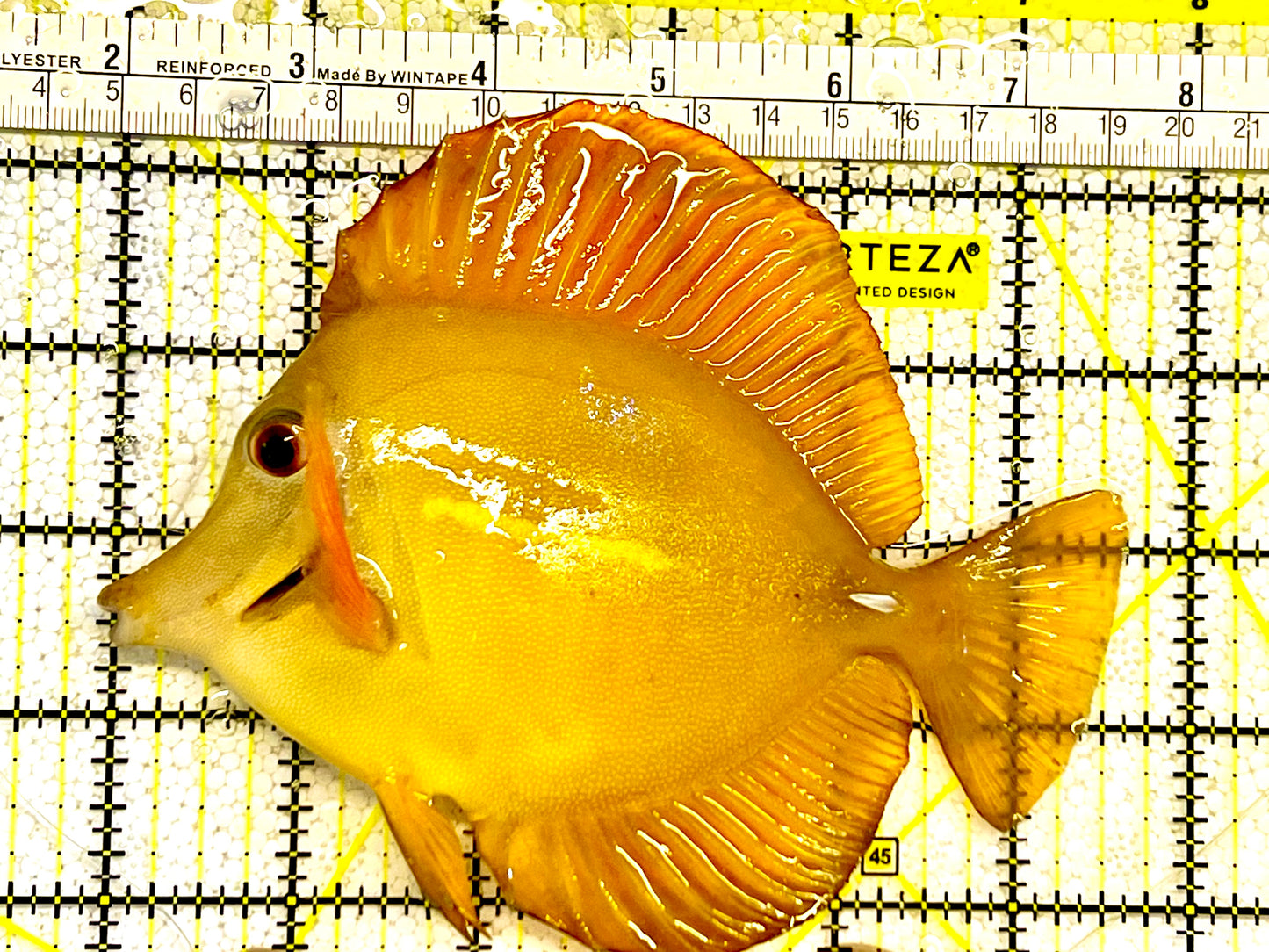 Rare Hybrid Hawaiian Tang Size: XXL 5" to 6"