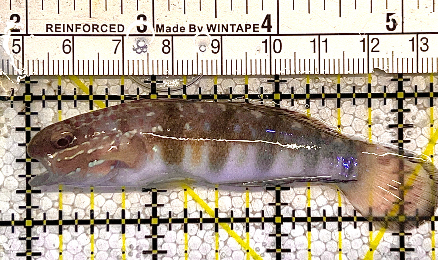 Sand Shifting Banded Sleeper Bullet Goby SSBSBG121901 WYSIWYG Size: L 3.25" approx