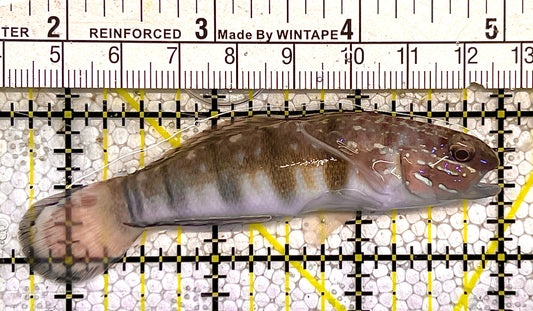 Sand Shifting Banded Sleeper Bullet Goby SSBSBG121901 WYSIWYG Size: L 3.25" approx