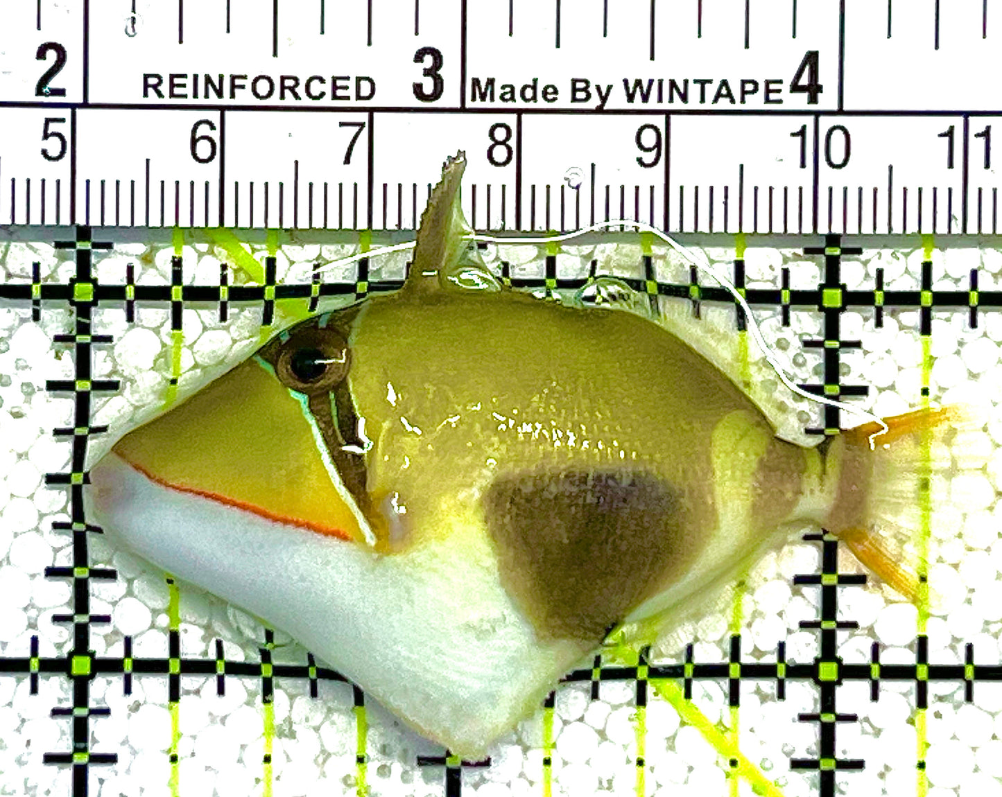 Bursa Triggerfish BT121904 WYSIWYG Size: M 2.25" approx