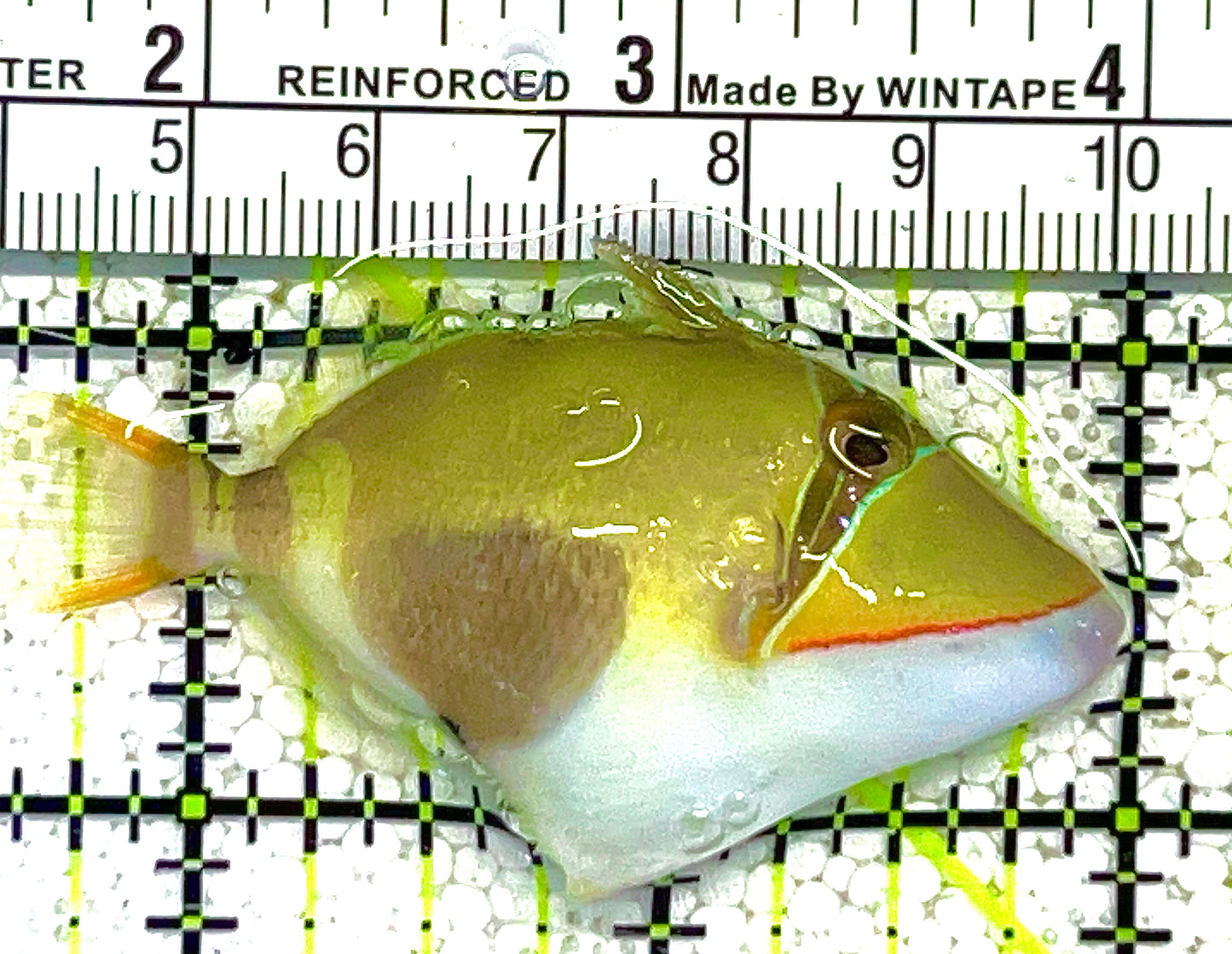 Bursa Triggerfish BT121904 WYSIWYG Size: M 2.25" approx