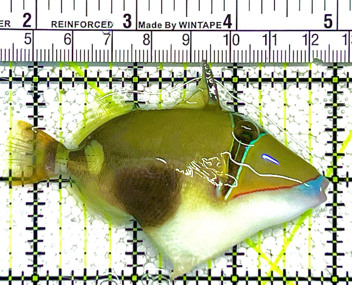 Bursa Triggerfish BT121903 WYSIWYG Size: ML 3" approx