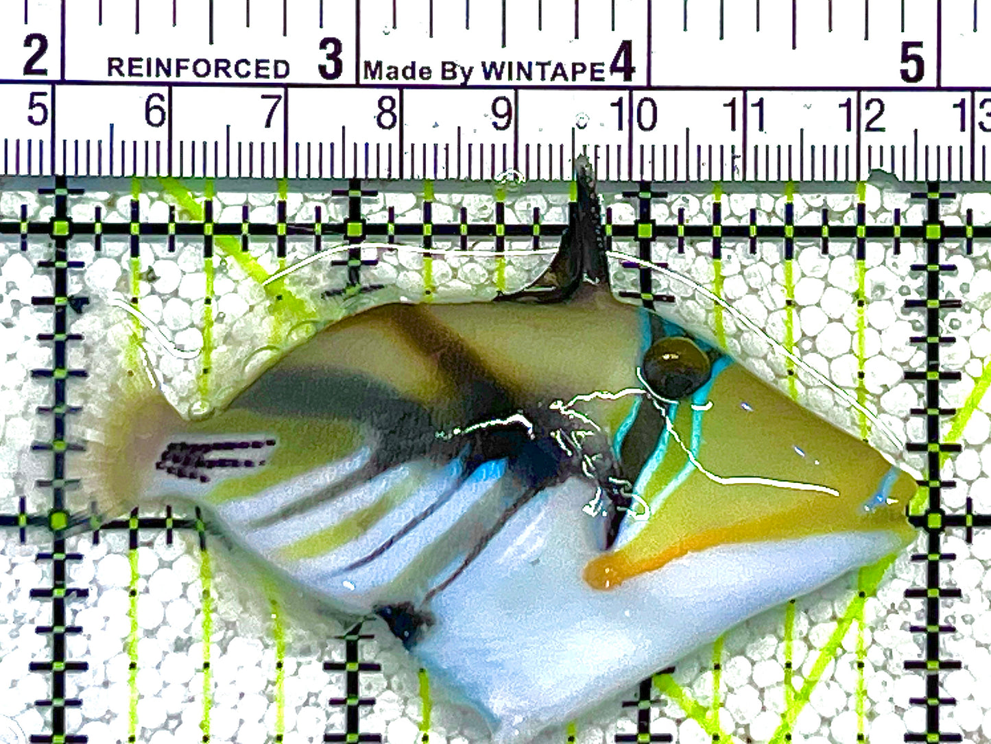 Humu Picasso Triggerfish HPT121902 WYSIWYG Size: ML 3" approx