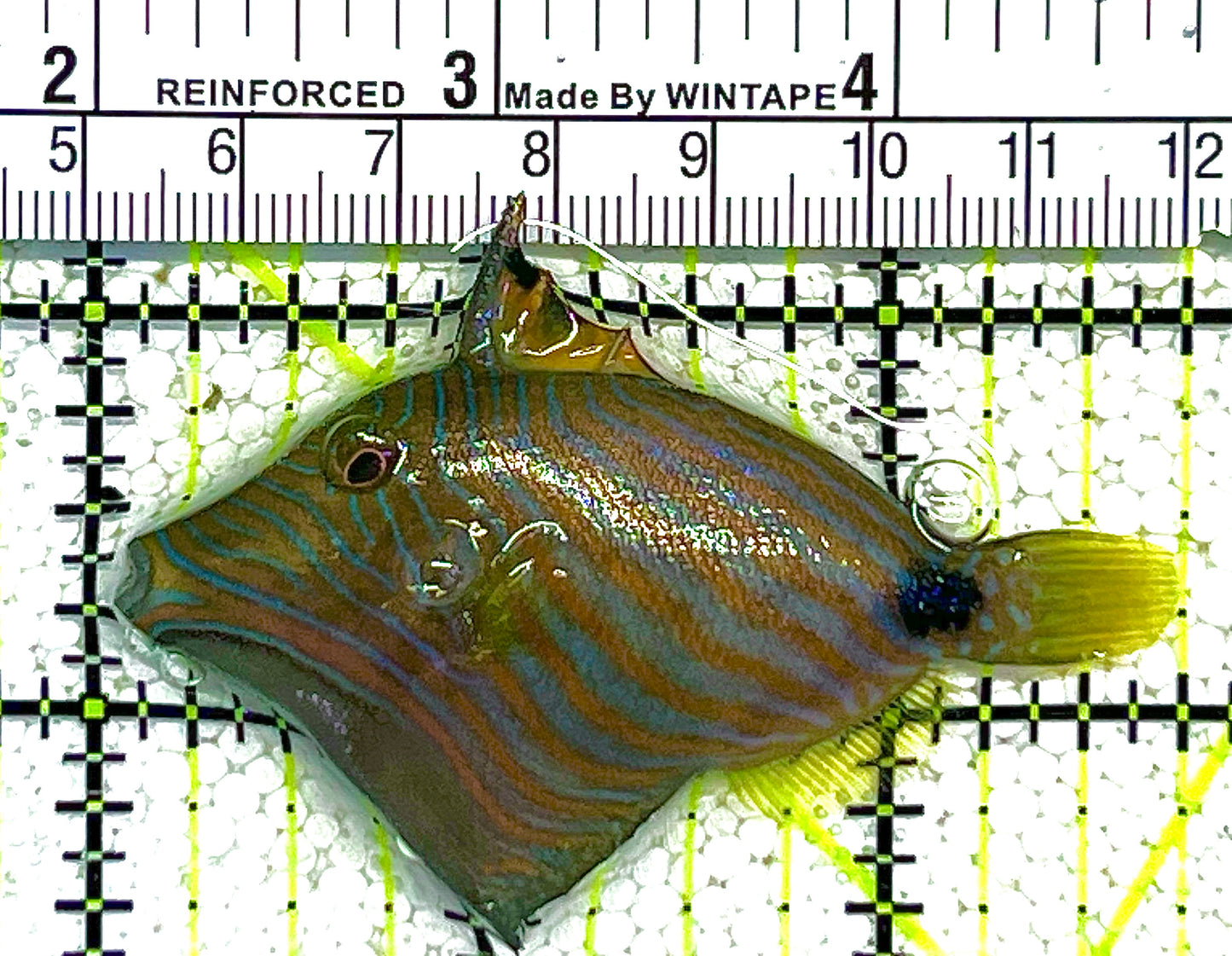 Undulated Triggerfish UT121901 WYSIWYG Size: S 2.75" approx