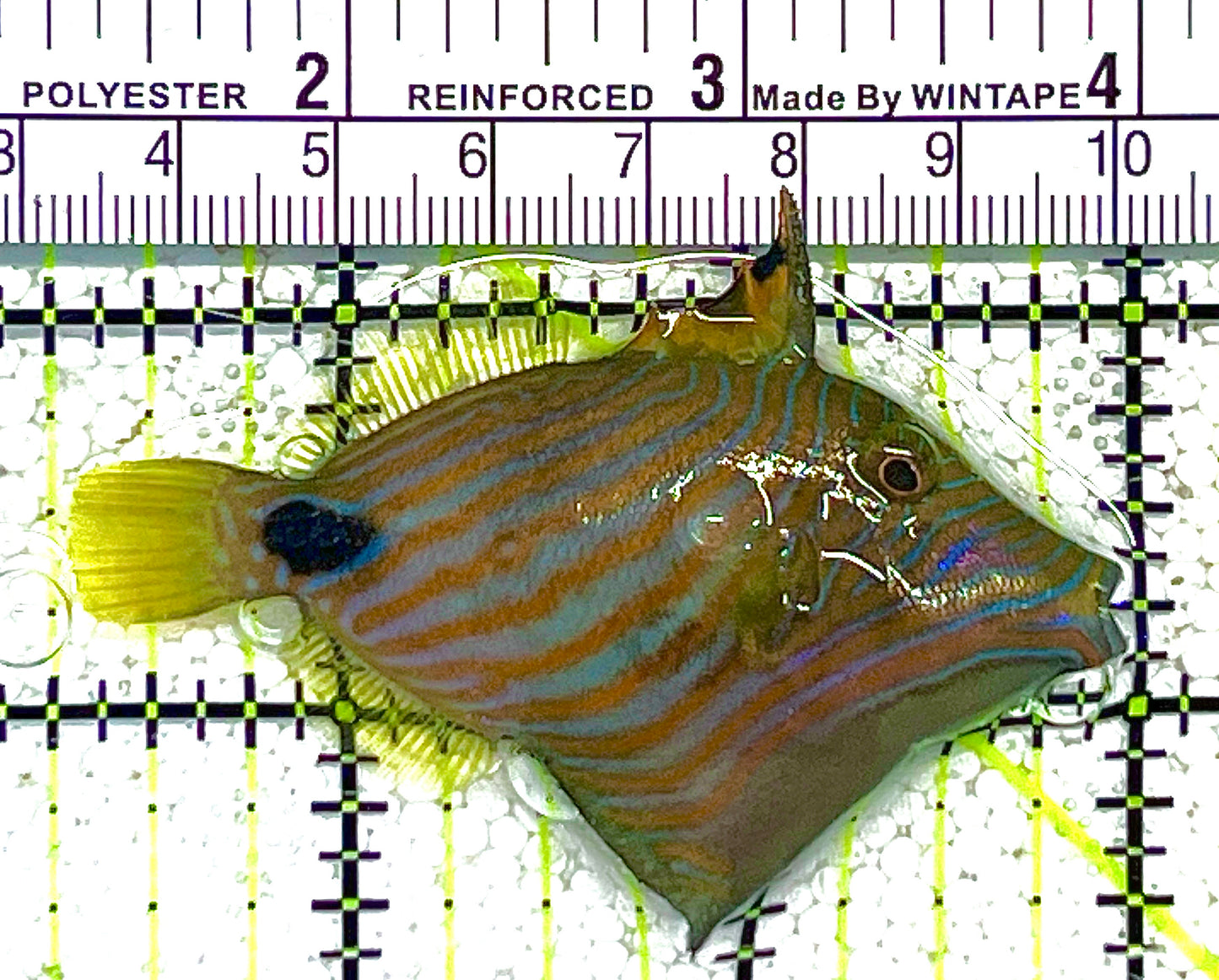 Undulated Triggerfish UT121901 WYSIWYG Size: S 2.75" approx