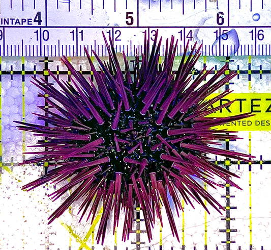 Pencil Urchin PU122502 WYSIWYG Size: S 2.5" approx