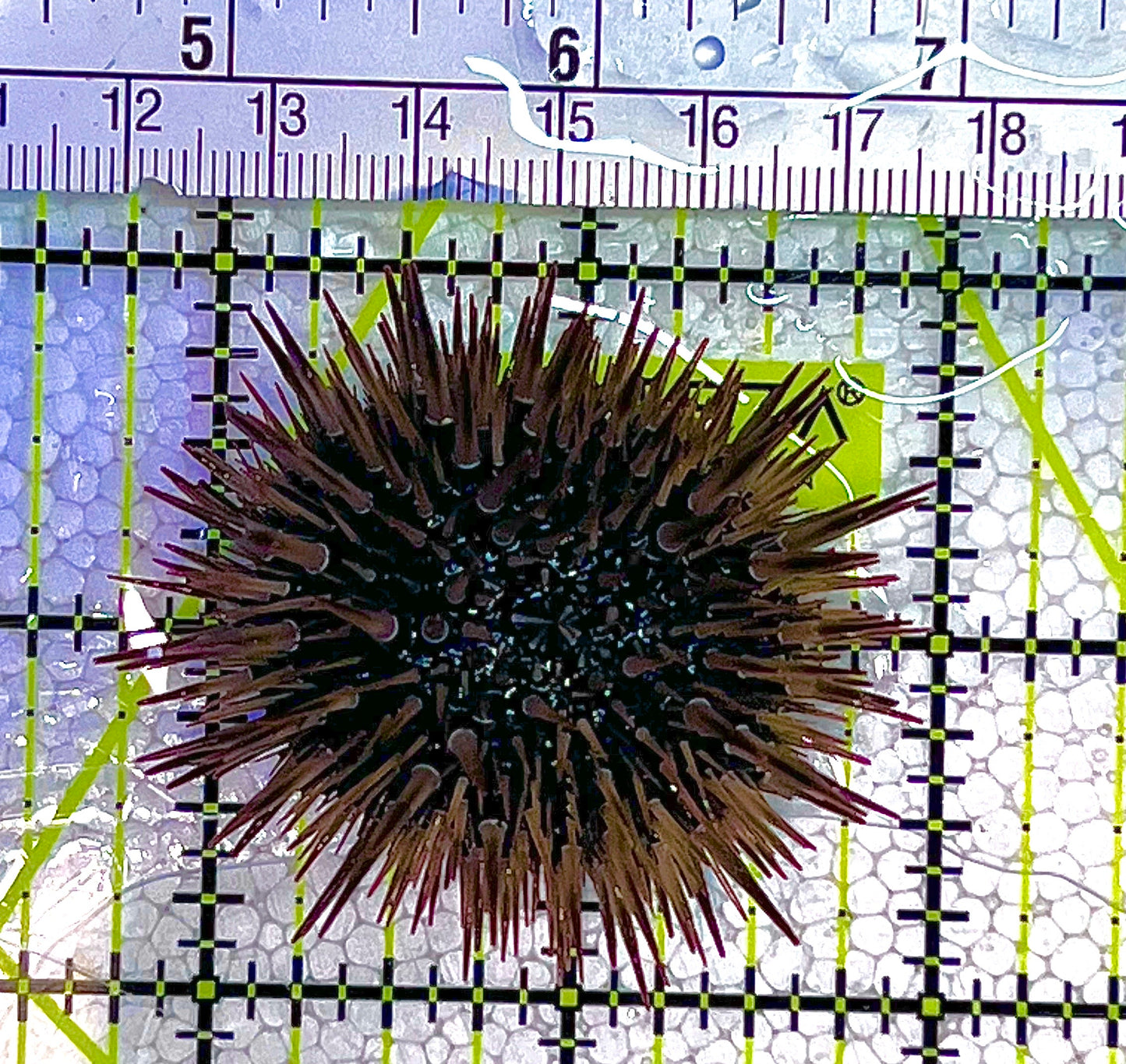 Pencil Urchin PU122501 WYSIWYG Size: S 2" approx