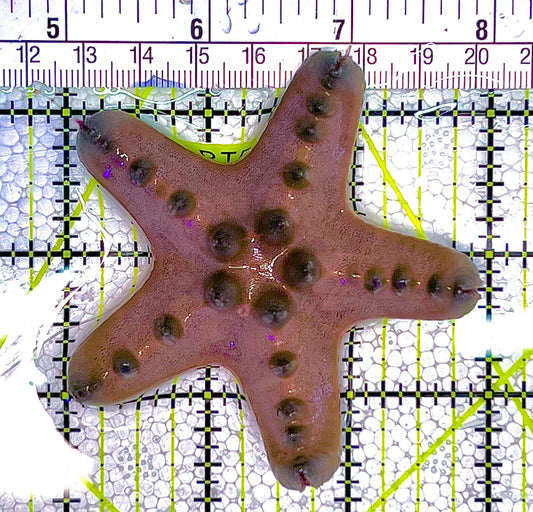 Chocolate Chip Starfish CCS122502 WYSIWYG Size: M 3" approx