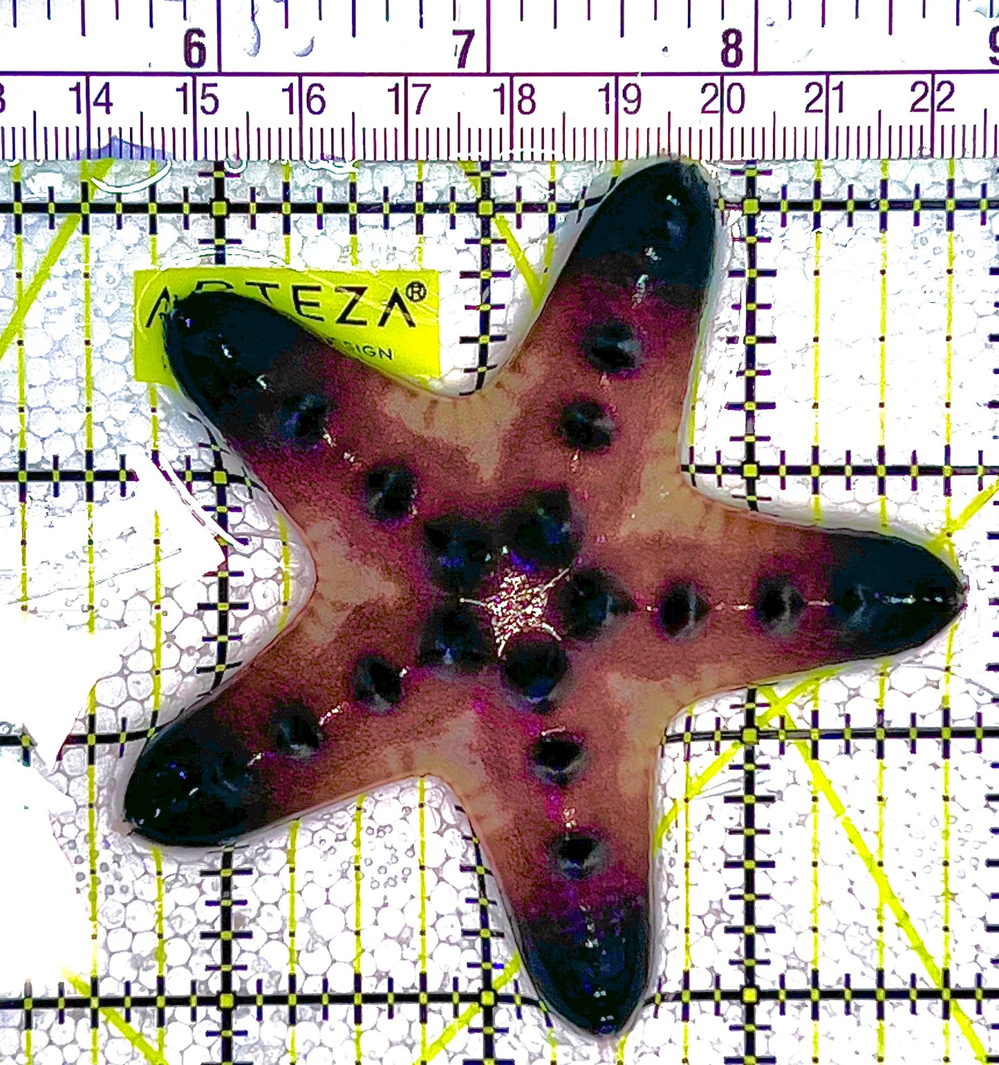 Chocolate Chip Starfish CCS122501 WYSIWYG Size: M 3" approx