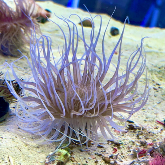 White Tube Anemone