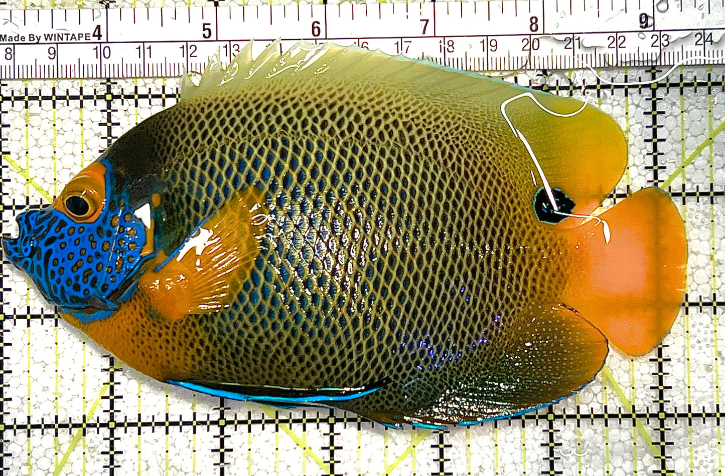 Blueface Angelfish Adult (Sumatra Vibrant Colors) BAA020505 WYSIWYG Size: XXXL/Show 6" approx