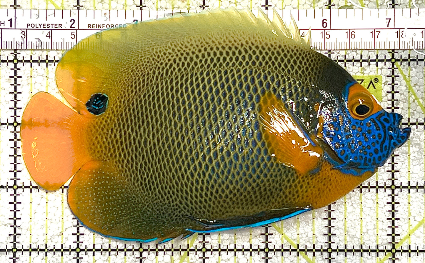 Blueface Angelfish Adult (Sumatra Vibrant Colors) BAA020505 WYSIWYG Size: XXXL/Show 6" approx