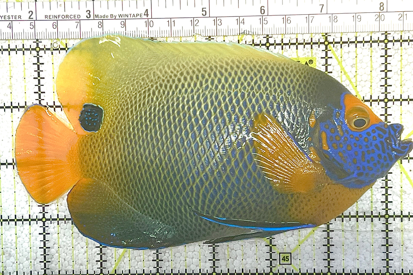 Blueface Angelfish Adult (Sumatra Vibrant Colors) BAA020502 WYSIWYG Size: XXXL/Show 7" approx