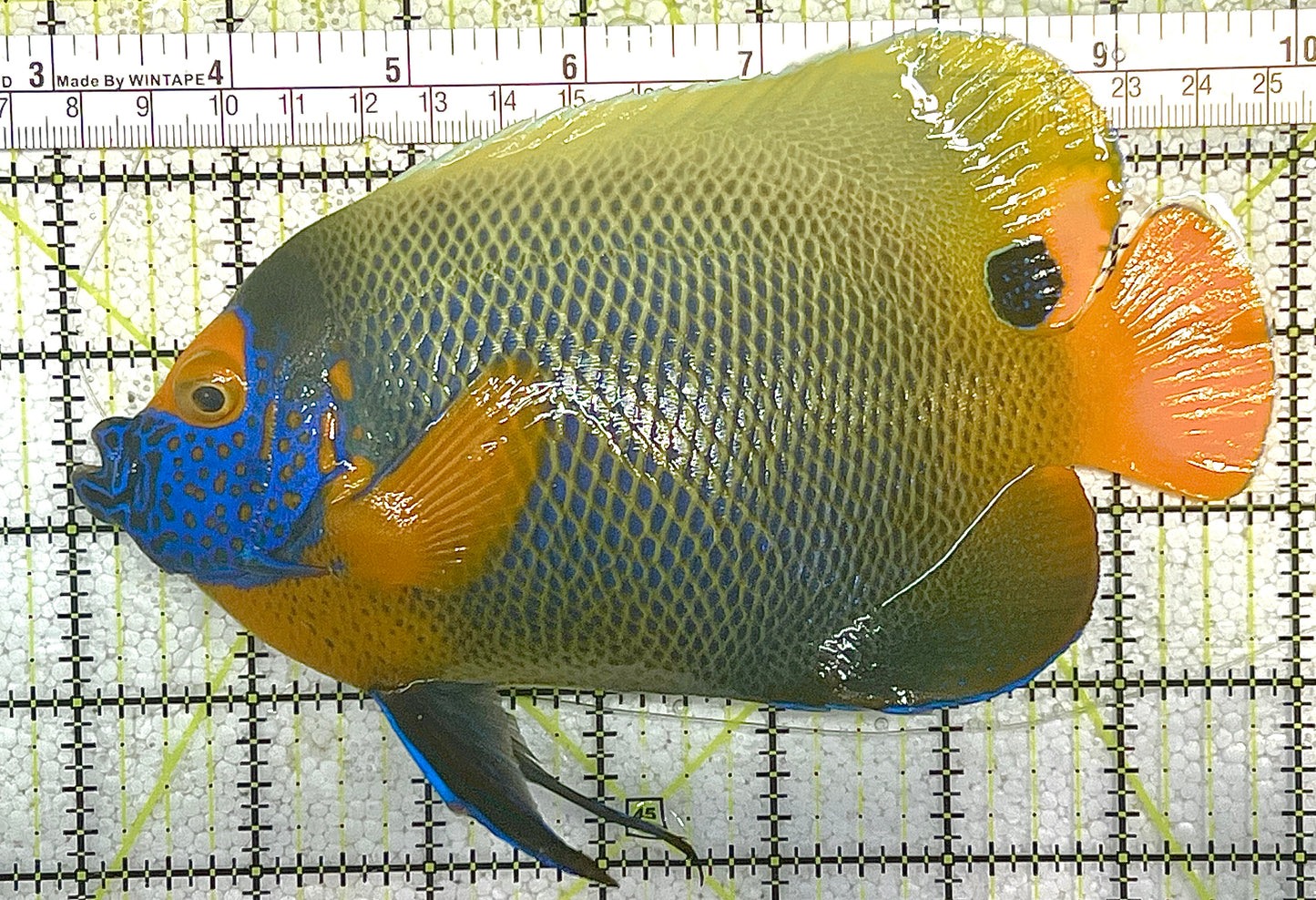 Blueface Angelfish Adult (Sumatra Vibrant Colors) BAA020502 WYSIWYG Size: XXXL/Show 7" approx