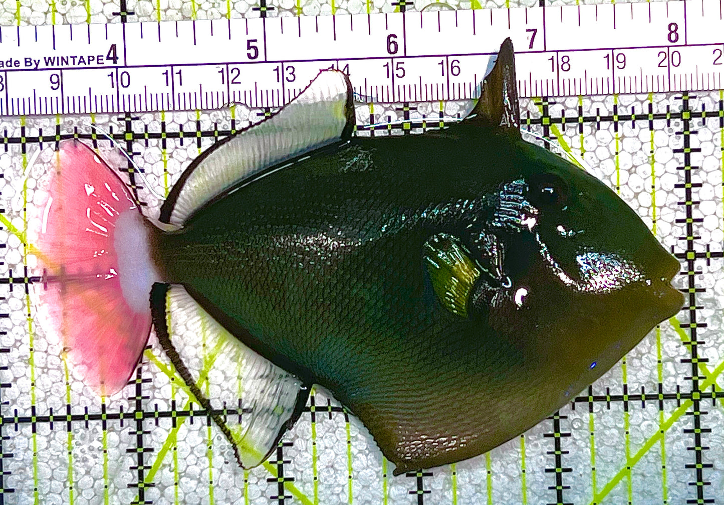 Pink Tail Triggerfish PTT020503 WYSIWYG Size: L 4.75" approx