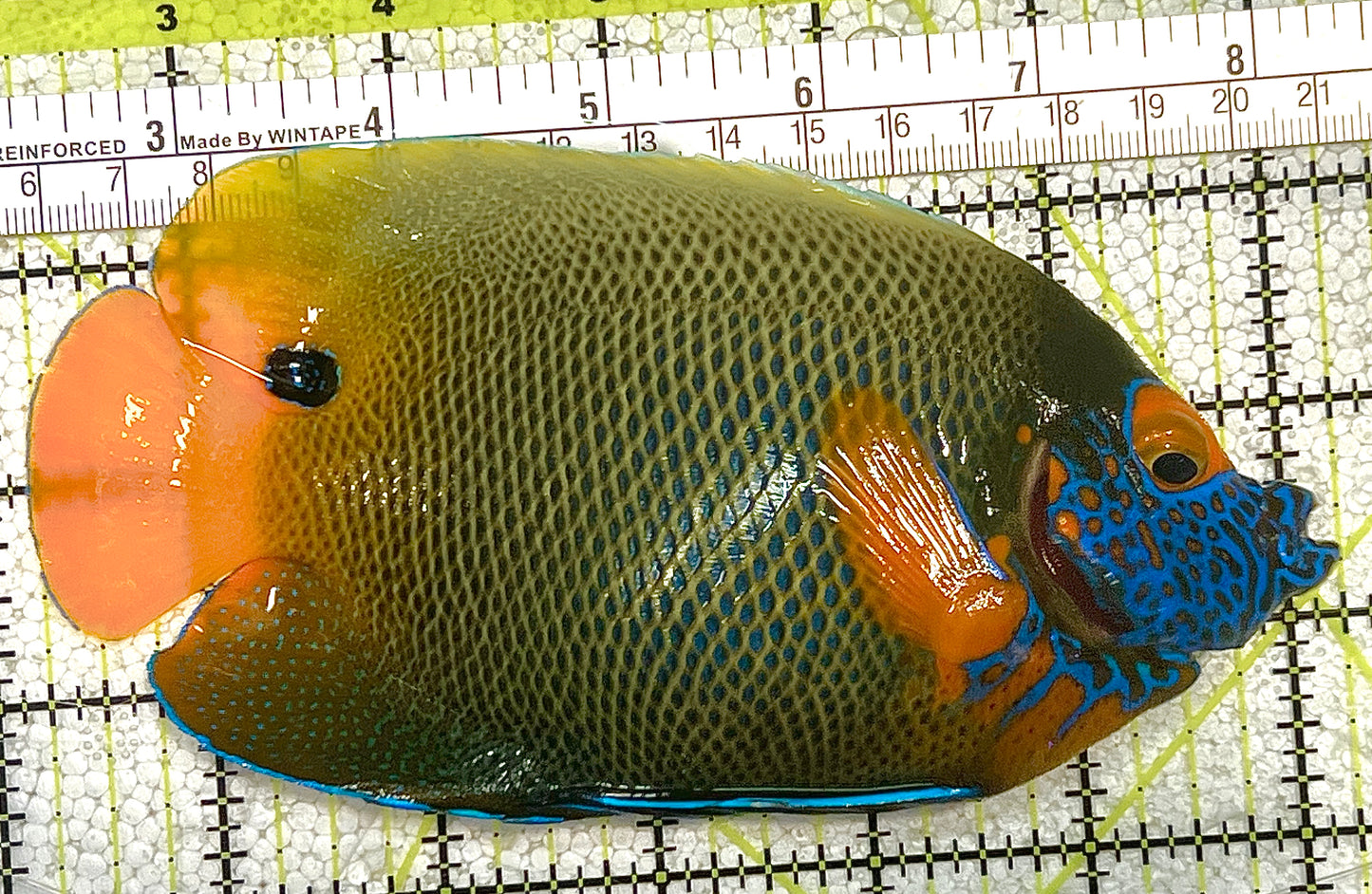 Blueface Angelfish Adult (Sumatra Vibrant Colors) BAA020503 WYSIWYG Size: XL 5.75" approx