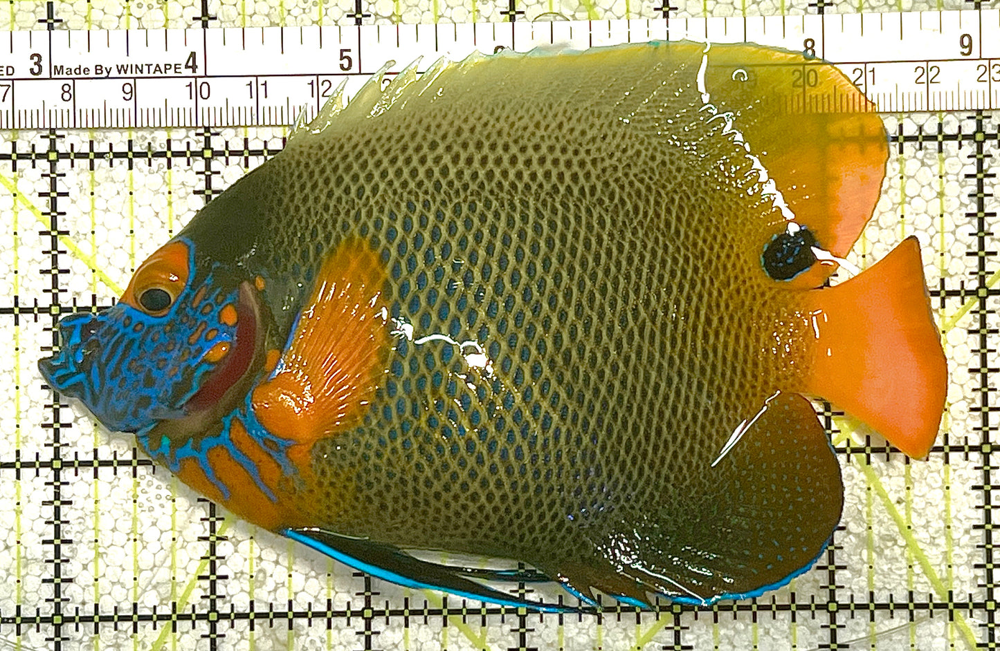 Blueface Angelfish Adult (Sumatra Vibrant Colors) BAA020503 WYSIWYG Size: XL 5.75" approx