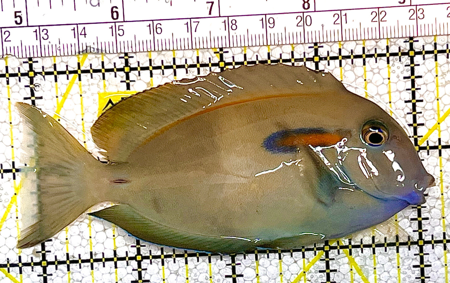 Orange Shoulder Tang OST020504 WYSIWYG Size: M Adult: 4.25" approx