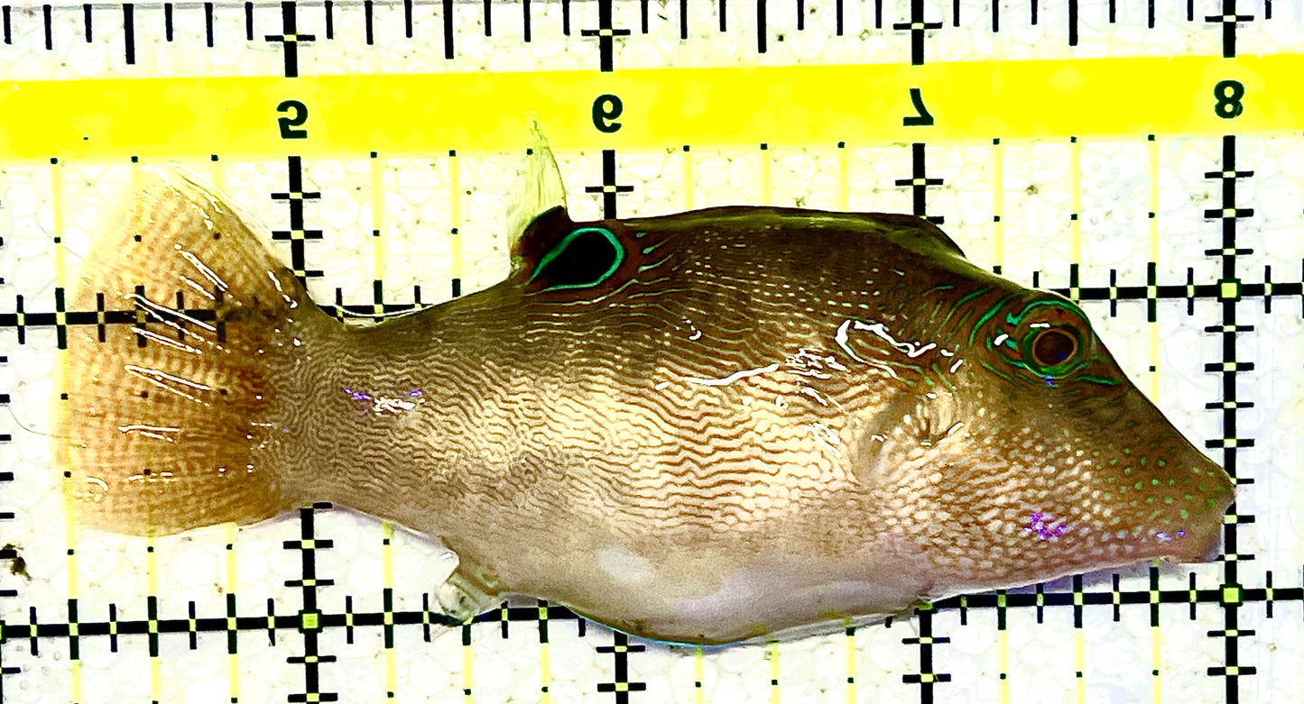 Honeycomb Toby Pufferfish HTP021102 WYSIWYG  Size: M 3.75" approx