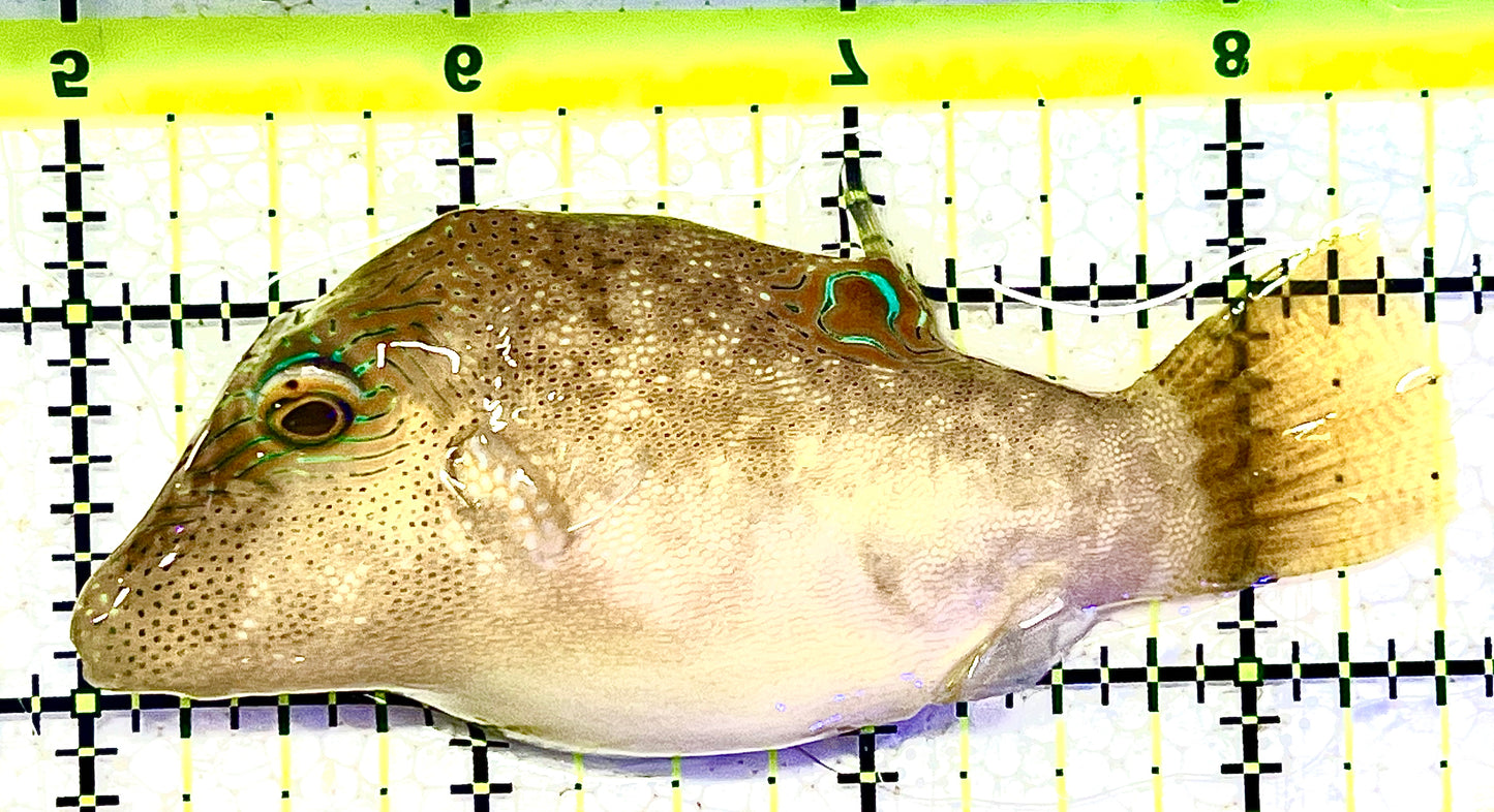 Sharpnose Toby Pufferfish STP021102 WYSIWYG Size: M 3.5" approx