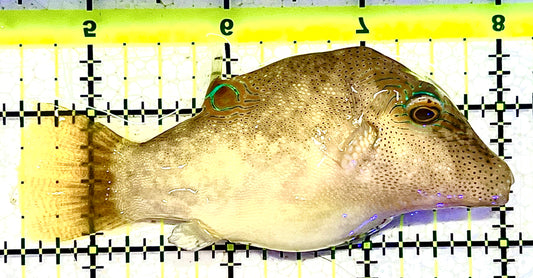 Sharpnose Toby Pufferfish STP021102 WYSIWYG Size: M 3.5" approx