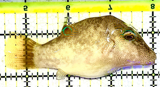 Sharpnose Toby Pufferfish STP021101 WYSIWYG Size: M 3.5" approx