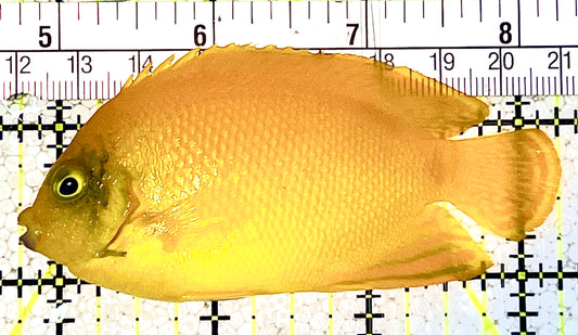 Herald's Angelfish HA021101 WYSIWYG Size: L 3.25" approx