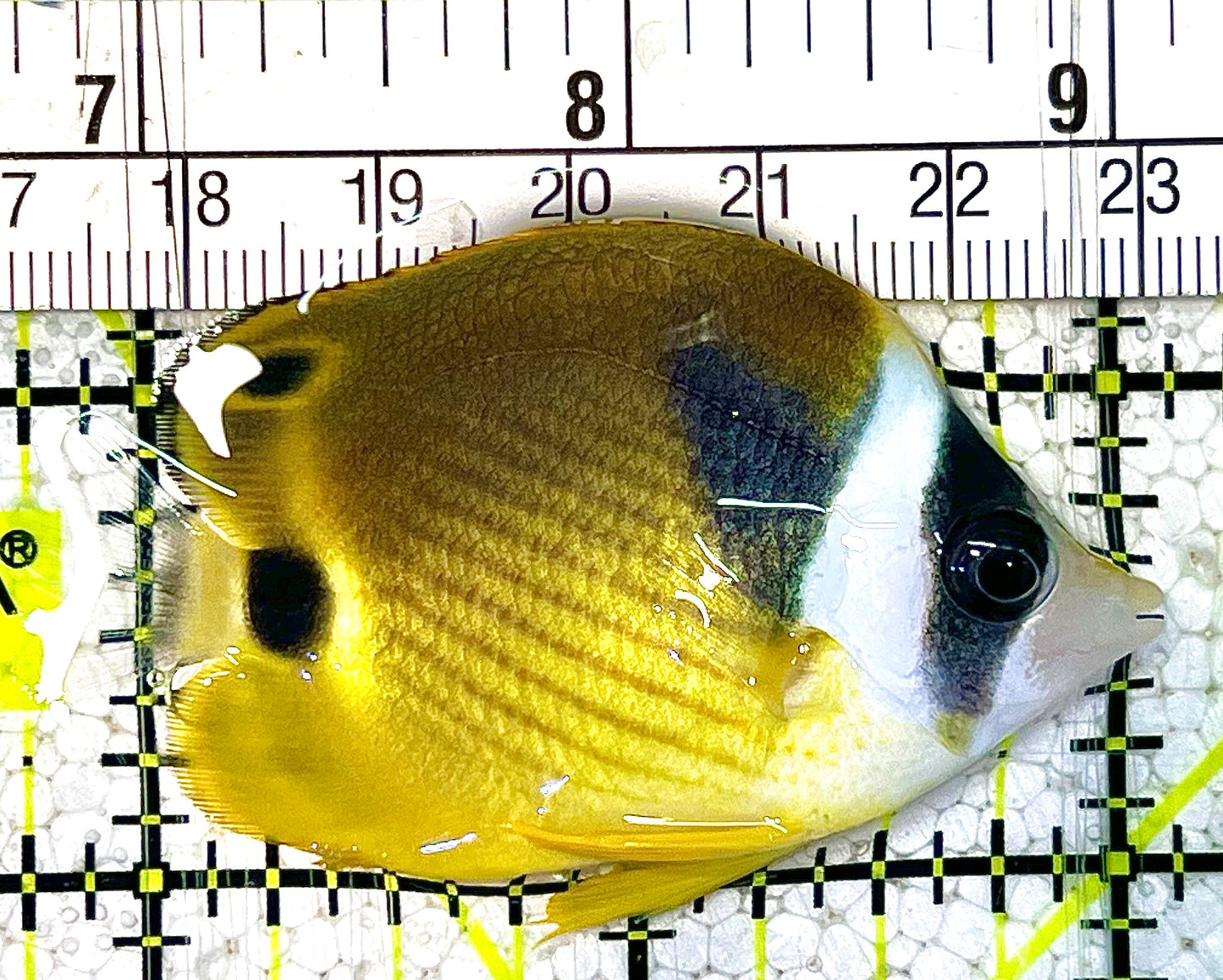 Raccoon Butterflyfish RB021101 WYSIWYG Size: S 2" approx