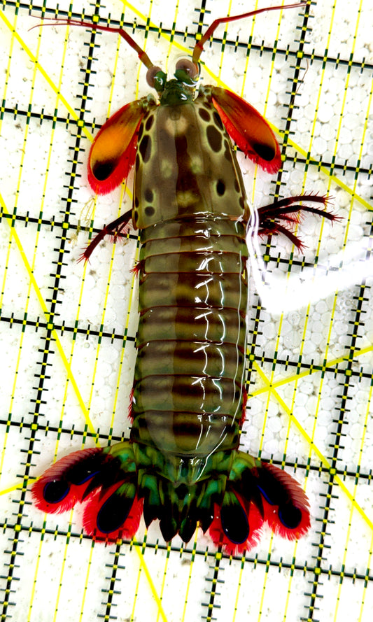 Mantis Shrimp WYSIWYG MS091001 Size : XXL/SHOW 5" and Above