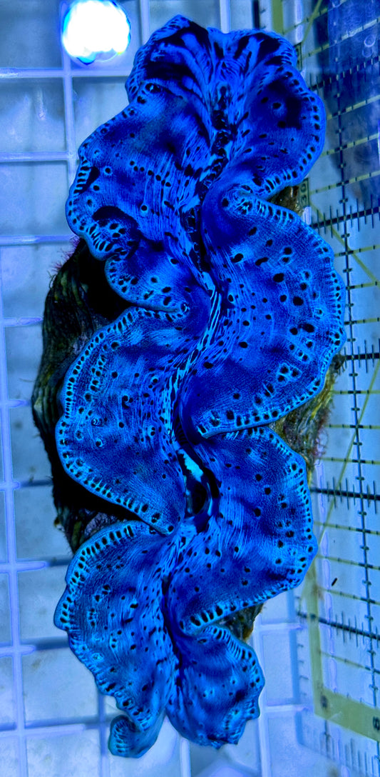 Maxima Ultra Clam WYSIWYG MUC092101 Size: XL 5.25" (Taken Under Pure White Light wihtout any Blue/Actinic Light)