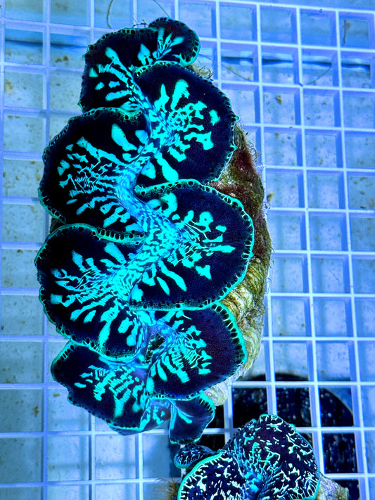 Maxima Ultra Clam WYSIWYG MUC092102 Size: XXL/SHOW 6" (Taken Under Pure White Light wihtout any Blue/Actinic Light)