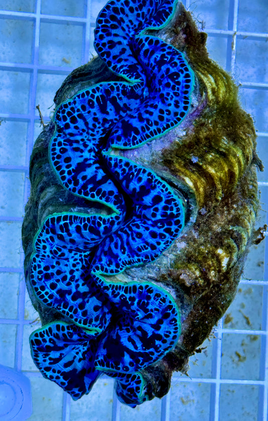 Maxima Ultra Clam WYSIWYG MUC092104 Size: XL/SHOW 5" (Taken Under Pure White Light wihtout any Blue/Actinic Light) (Copy)