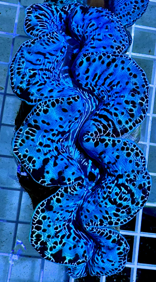 Maxima Ultra Clam WYSIWYG MUC092107 Size: XL/SHOW 5.5" (Taken Under Pure White Light wihtout any Blue/Actinic Light)