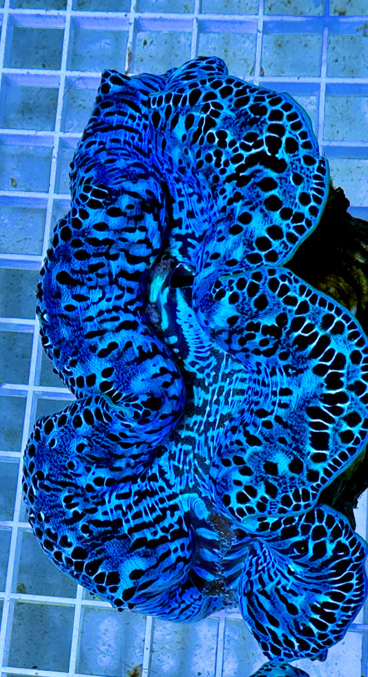 Maxima Ultra Clam WYSIWYG MUC092108 Size: XL/SHOW 5" (Taken Under Pure White Light wihtout any Blue/Actinic Light)