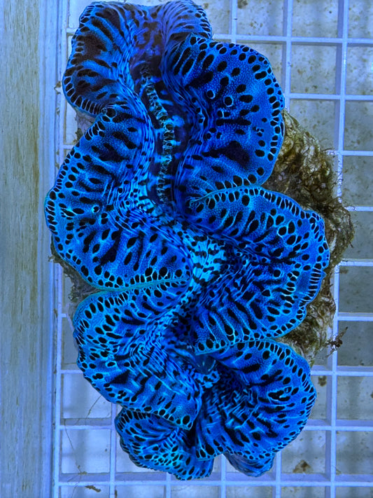 Maxima Ultra Clam WYSIWYG MUC092109 Size: XL/SHOW 5" (Taken Under Pure White Light wihtout any Blue/Actinic Light)