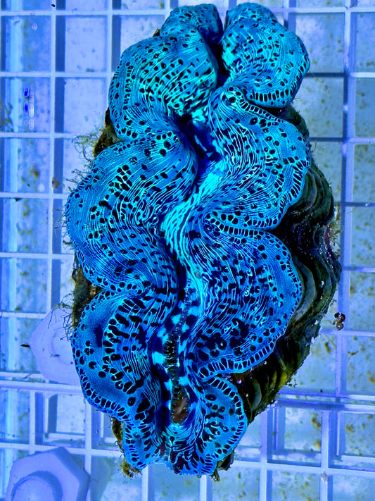 Maxima Ultra Clam WYSIWYG MUC092112 Size: XL/SHOW 5" (Taken Under Pure White Light wihtout any Blue/Actinic Light)