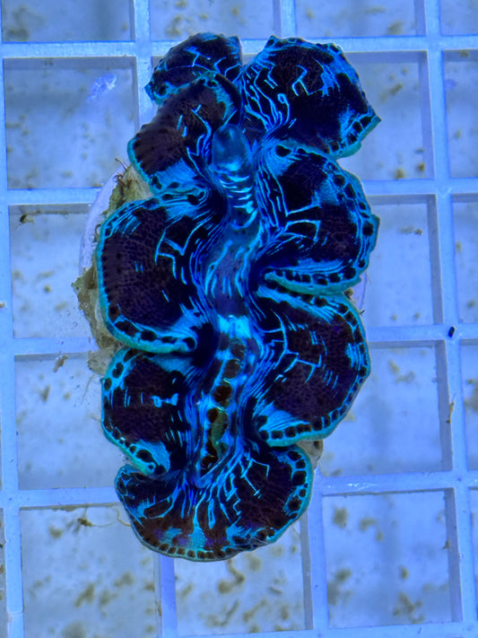 Maxima Ultra Clam WYSIWYG MUCS092104 Size: SM 2.5 " Approx