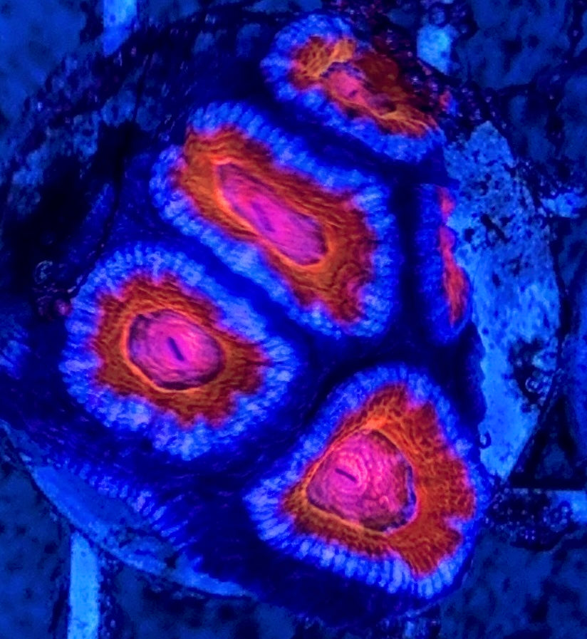 Aussie Acan Lordhowensis Blue Rim Red Eye WYSIWYG AALBRRE100701