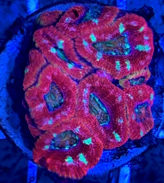 Aussie Acan Lordhowensis Red Rim Rainbow Eye WYSIWYG AALRRRE100701