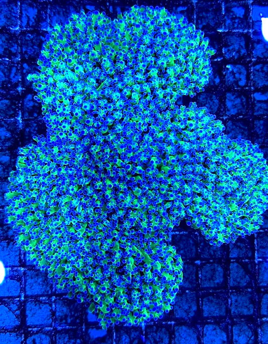 Aussie Blue Tip Neon Green Frogspawn Mother Colony WYSIWYG ABTNGF100701